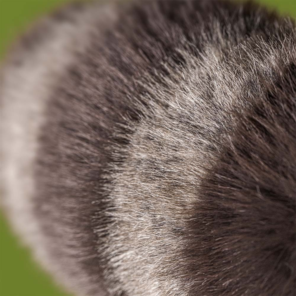 Jellycat Jellycat Trixiwoo Raccoon