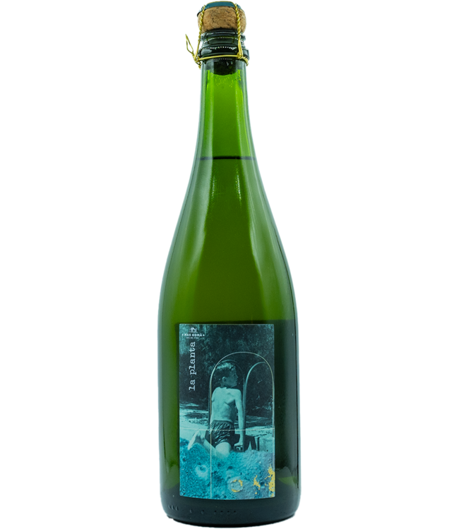 Mas Gomà - La Planta 2022