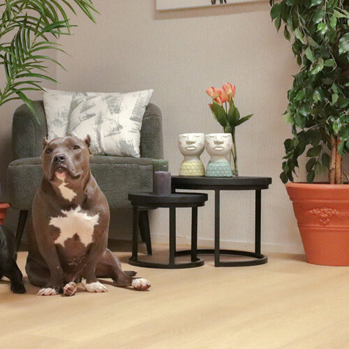 TFD FLoortile Lijmstrook Non PVC Balance 3617 TFD FLoortile Lijmstrook Non PVC Balance 3617