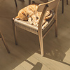 Click Alpha Rigid Bloom Geborstelde Beige Eik AVMPU40319