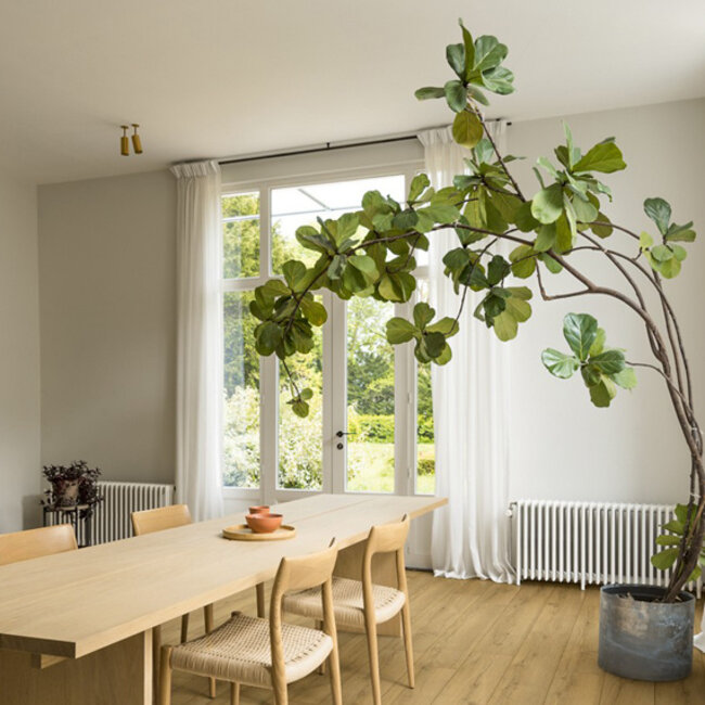 Classic Honing Bruine Eik CLM5792