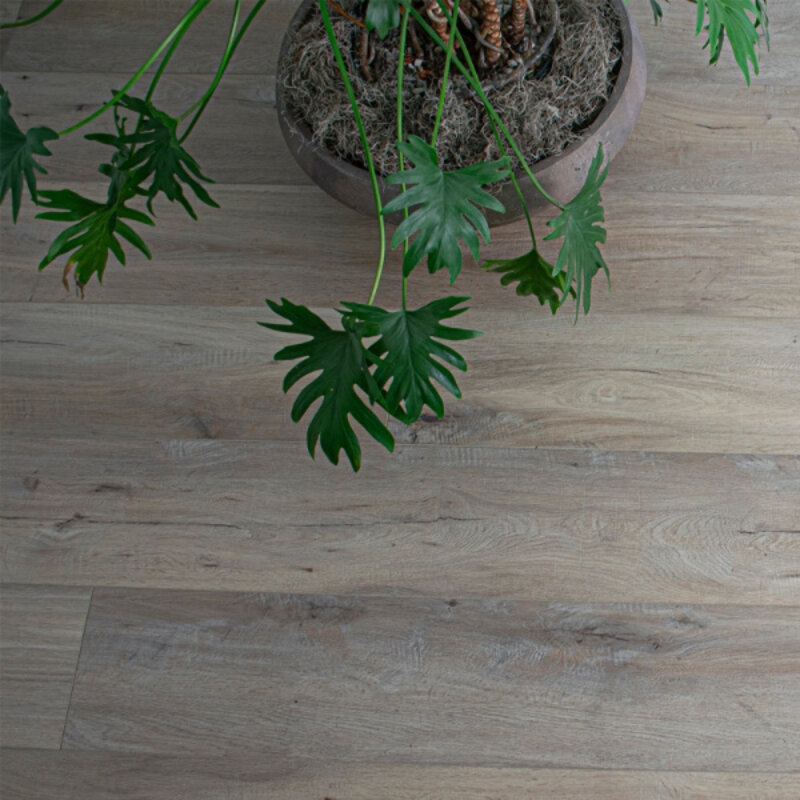 Click Grande Gobi TR.G.67268