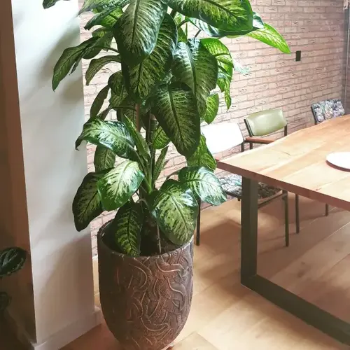 Cibo Parket Eiken Onbehandeld Rustiek 19 cm