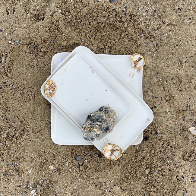 Handgemaakt bordje in witte porselein met een blinkende transparante glazuur afgewerkt met een schelpje en een gouden speelse touch