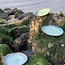 Assiette en céramique Amandine Beach faite à la main en forme de coquillage "Chefs Artisann i-lign" pour un usage contemporain ainsi que pour la restauration.