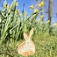 The unique Easter bunny is handmade and finished with our Mustard glaze