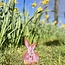 The unique Easter bunny is handmade and finished with our Sunrise glaze