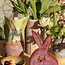 The unique Easter bunny is handmade and finished with our Sunrise glaze