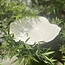 Art - Ceramics - Unique - Porcelain - scale - Abstract - Fine Design