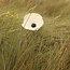 LS-design Witte klaproos in porselein