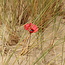 Coquelicot en porcelaine unique fait à la main, émaillé rouge