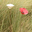 Coquelicot en porcelaine unique fait à la main, émaillé rouge