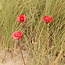 Trois coquelicot artisanal glacé en  rouge avec un coeur noir. Un cadeau précieux pour maman, grand-mère ou tante.