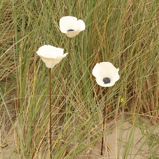 LS-design Cadeaupakket: 3 Witte klaprozen Medium