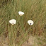 Three handmade poppy glazed white with a black heart. A valuable gift for mom, grandma or aunt.