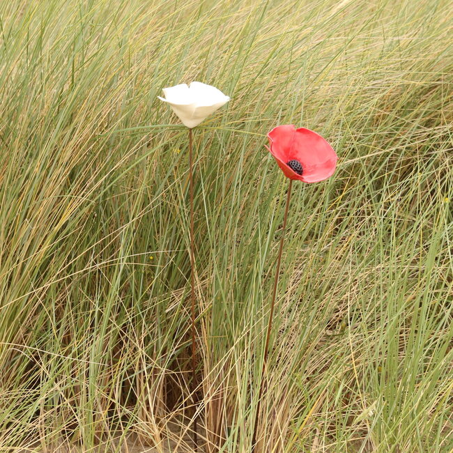 Gift package: 3 poppy white Medium