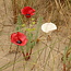 Three handmade poppy glazed red and white with a black heart. A valuable gift for mom, grandma or aunt.