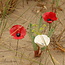 Three handmade poppy glazed red and white with a black heart. A valuable gift for mom, grandma or aunt.