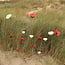 Paquet de cadeau: 2 coquelicot rouge et 1 coquelicot blanche Small