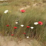 Three handmade poppy glazed red and white with a black heart. A valuable gift for mom, grandma or aunt.