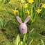 Ceramic handmade Easter bunny, Rose