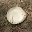 artisanni Petit plat Coquillage Italian Blanche