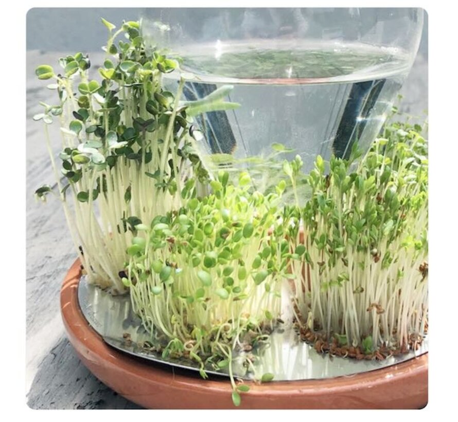 Microgreen Seed Starter Kit House of Thol