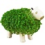 Capybara Bloempot met groene vacht