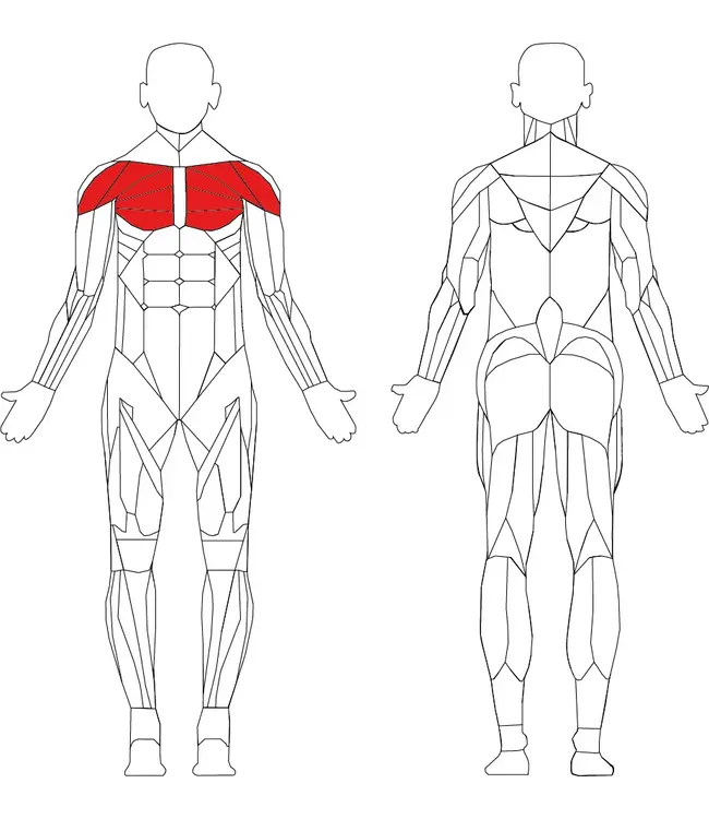 Athletic Performance Pec Fly / Delt Postérieur