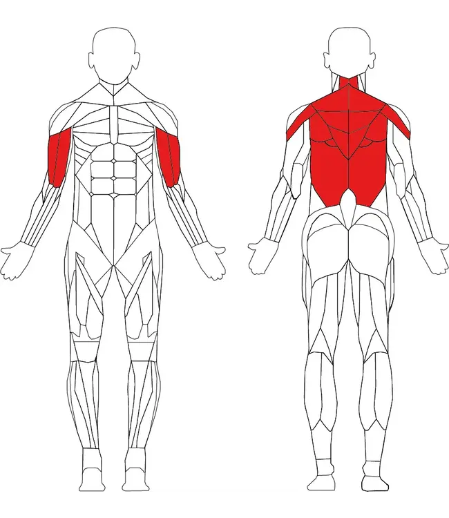Athletic Performance Pec Fly / Delt Postérieur