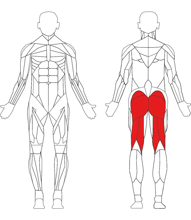 Athletic Performance Seated leg curl