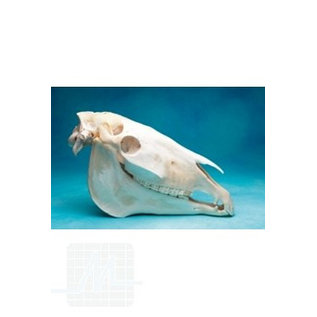 Osteo-model horse skull