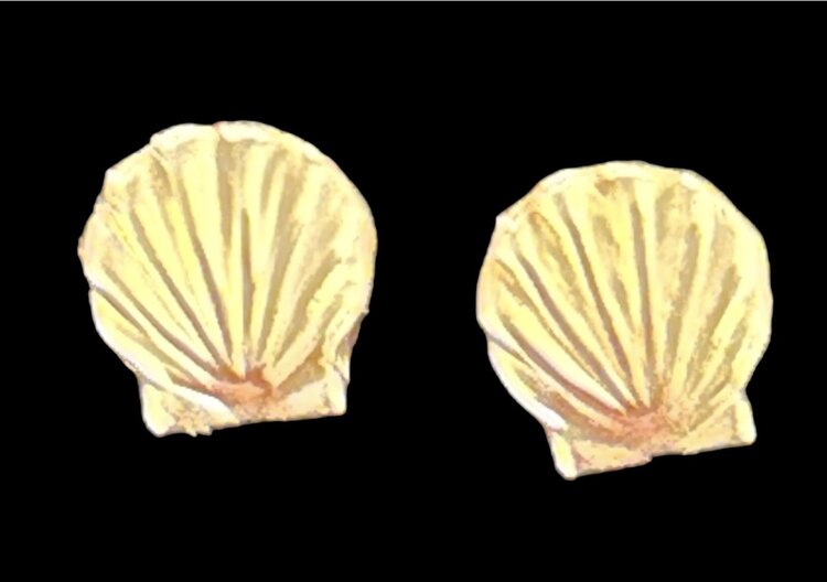Small 14 crt  seashell studs