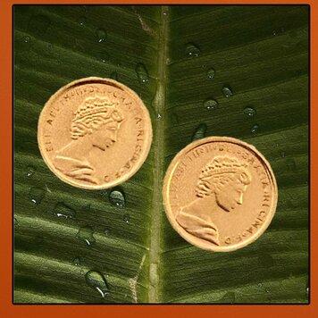 Queen coin earstuds massive 14 crt