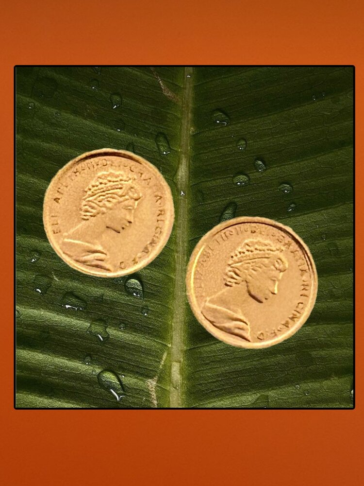 Queen coin earstuds massive 14 crt