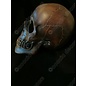 Skull - Copper resin