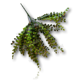 Acacia