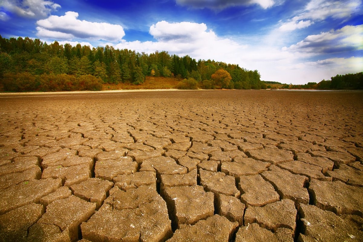 CO2 Uitstoot compenseren door middel van bamboe planten 
