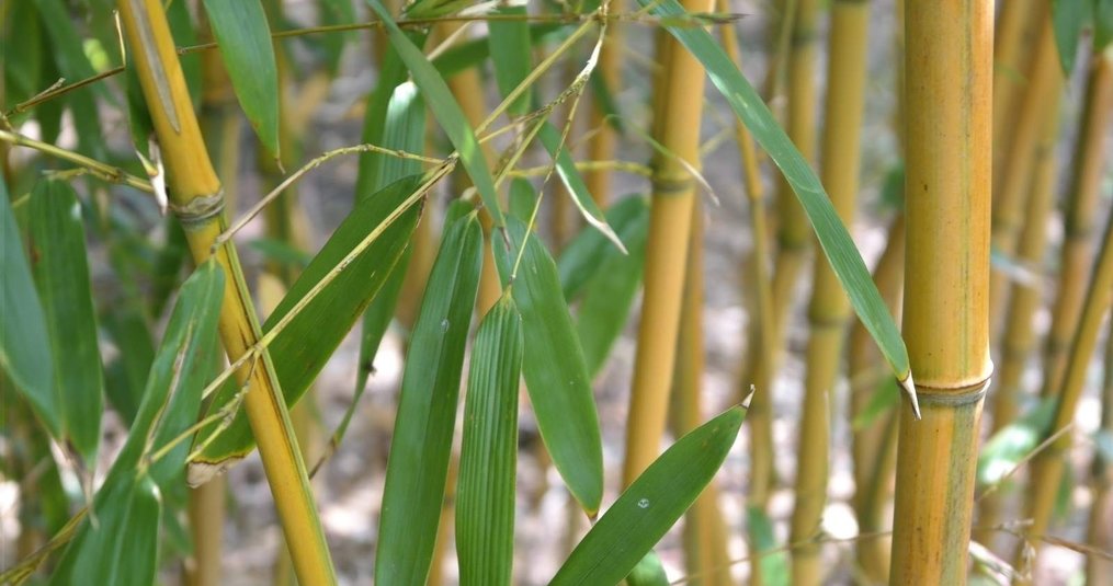 The 10 benefits of bamboo