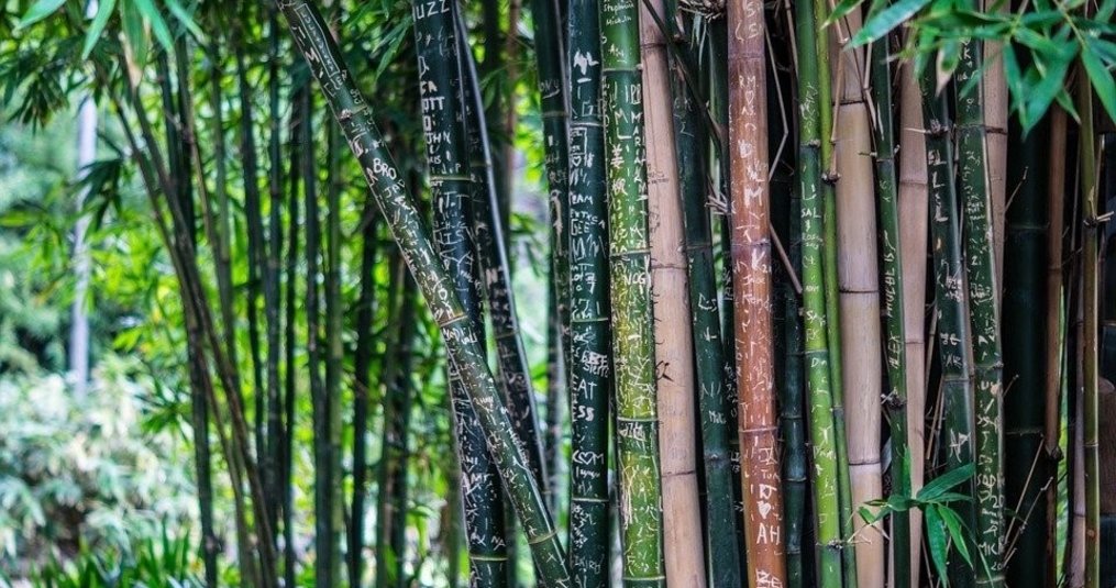 10 Great Facts about Bamboo!