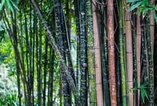 10 faits intéressants sur le bambou !