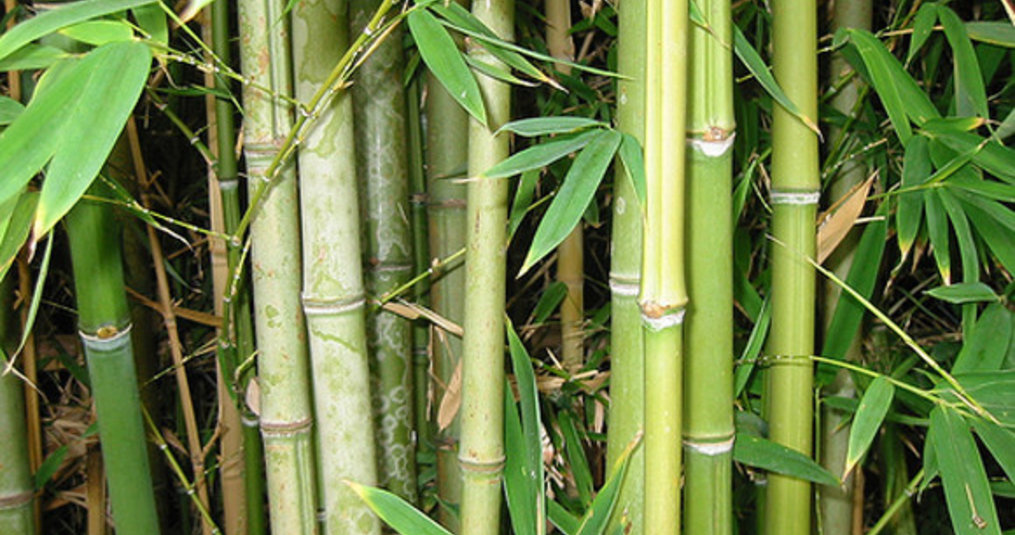 Het verschil tussen Bamboe, Rotan, Riet en zeegras 