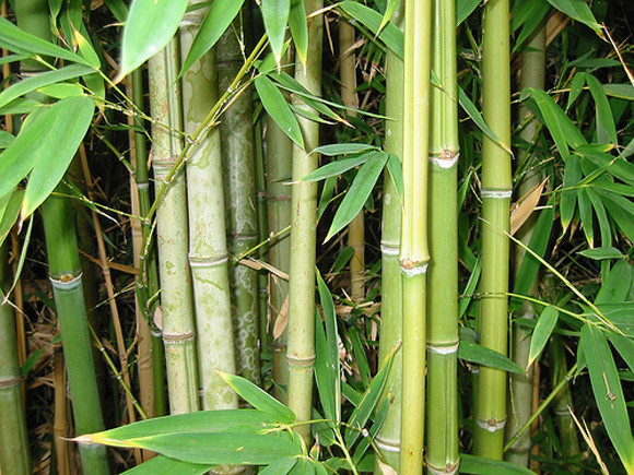 The difference between Bamboo, Rattan, Reed and Seagrass
