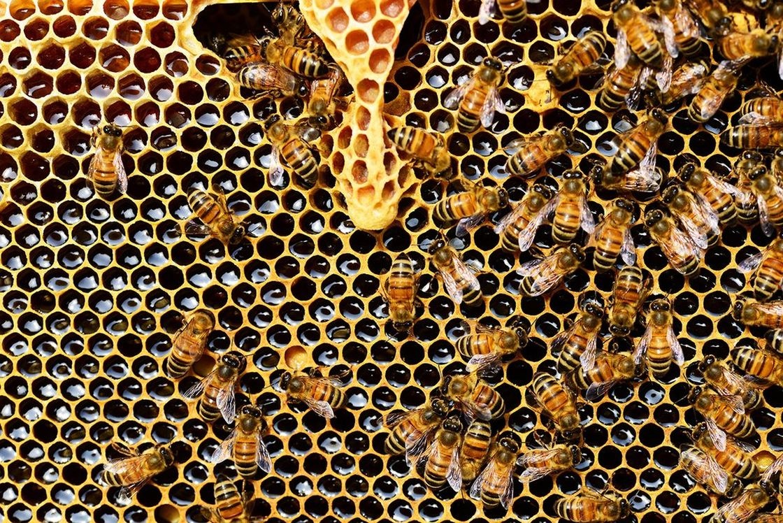 Honing als natuurlijk wapen in de strijd tegen Psoriasis