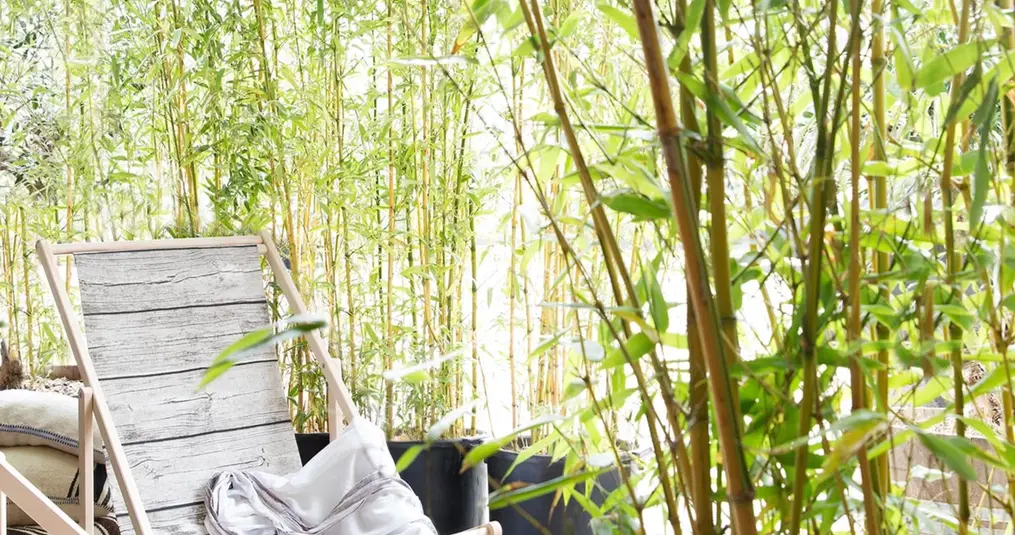 Zelf Bamboe Kweken in Jouw Tuin: Een Groene Stap voor Beginners