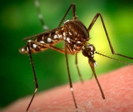 De Strijd tegen Muggen: Effectieve Methoden voor Insectenbestrijding
