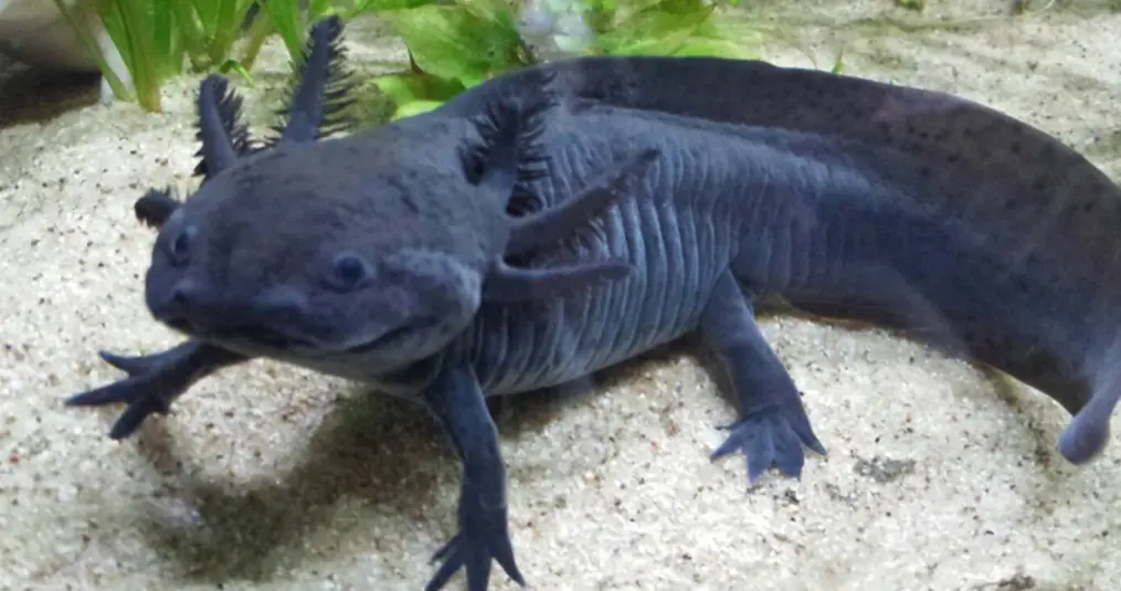 De Overlevingsstrategieën van Axolotls: Hoe deze Aquatische Salamander zijn Lichaamsdelen Regenereert.