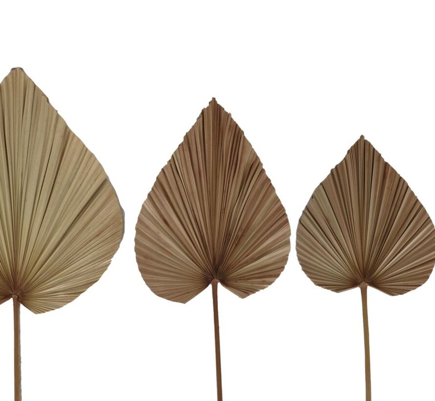 Decoratief Palmblad - Set van 4 - Naturel