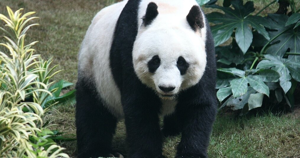 Het Geheim van Panda's: Een Dieet van Bamboe