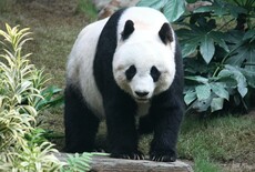 Het Geheim van Panda's: Een Dieet van Bamboe